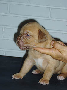 Female 7 - 16 days